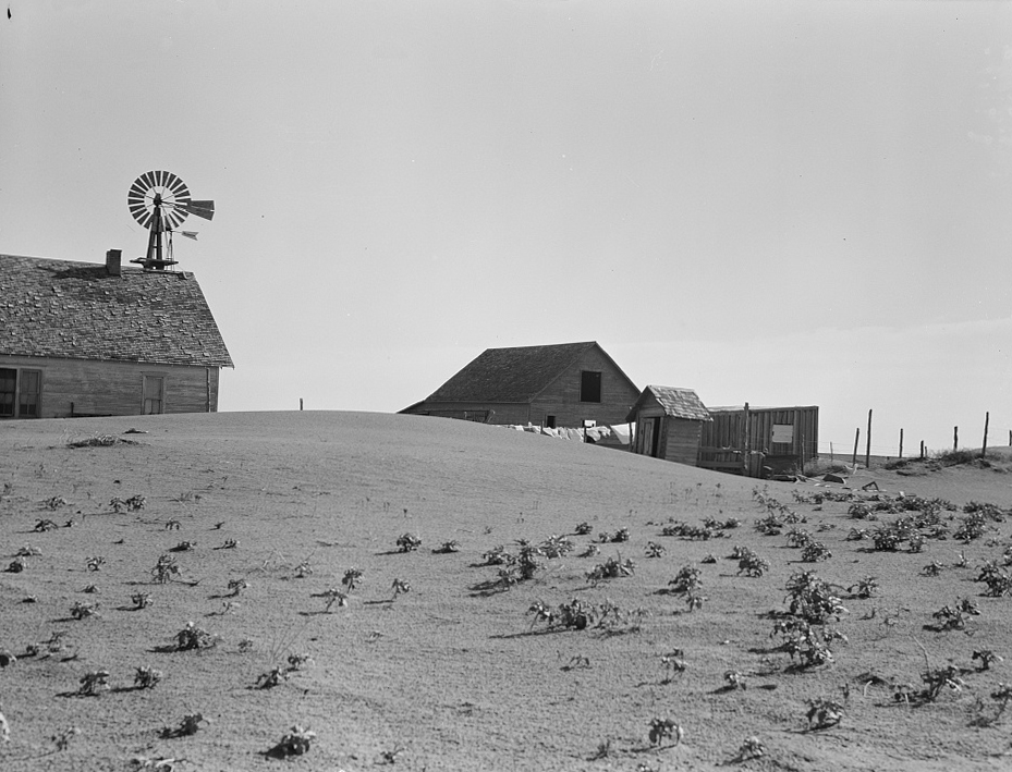A black and white photograph of a hilly field with small bushy crops and barns peeking out from behind the curve of the hill.